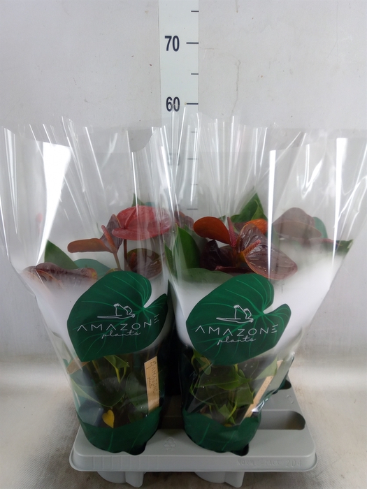 <h4>Anthurium andr. 'Essencia'</h4>