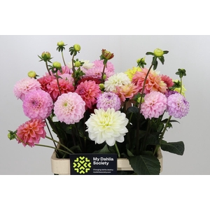 Dahlia Gemengd in bos