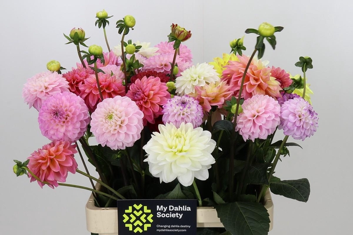 <h4>Dahlia Gemengd in bos</h4>