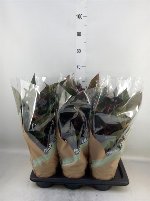 <h4>Anthurium andr. 'Beauty Black'</h4>