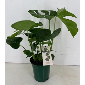Monstera deliciosa p19