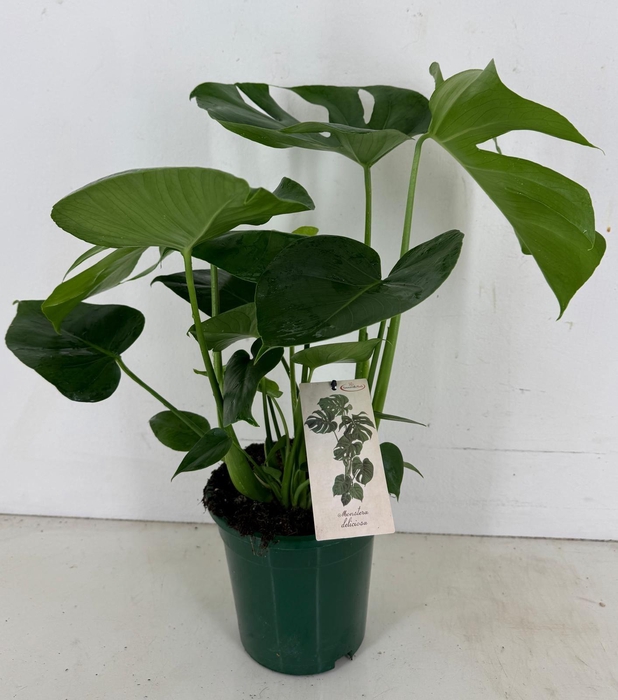 <h4>Monstera deliciosa p19</h4>