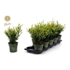 arr8 Ilex Crenata Jenny