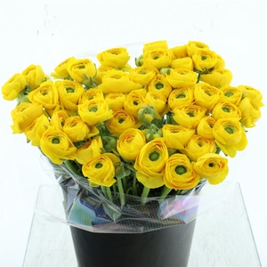 Ran Su Sr Omega Extra