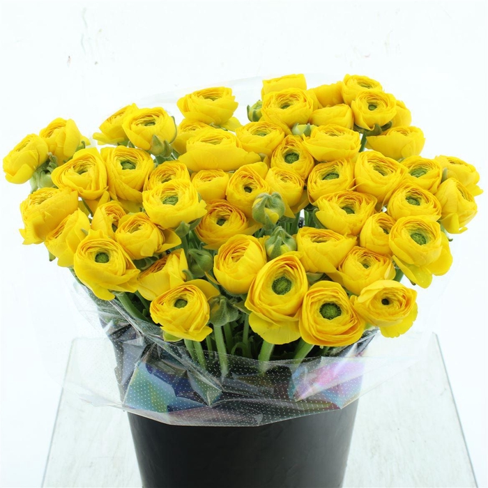 <h4>Ran Su Sr Omega Extra</h4>