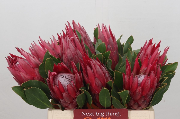 <h4>Protea Cynaroides Madiba</h4>