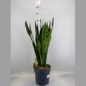 Sansevieria zeylanica