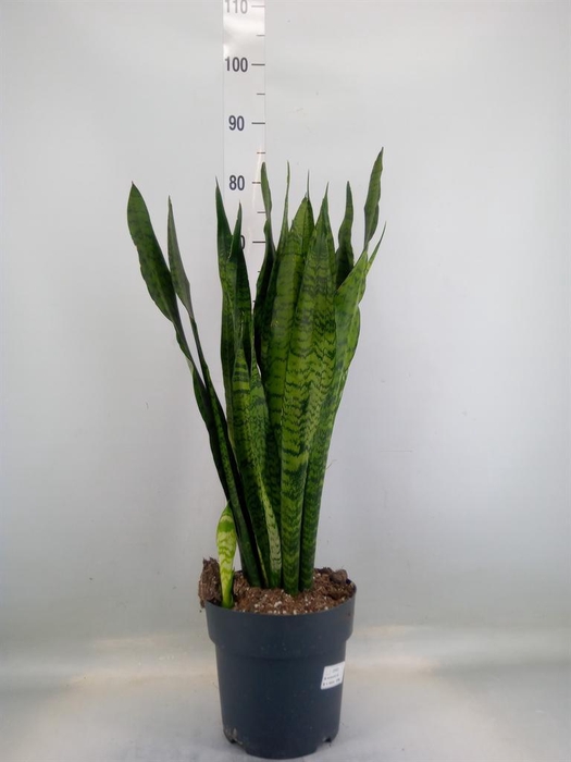 <h4>Sansevieria zeylanica</h4>