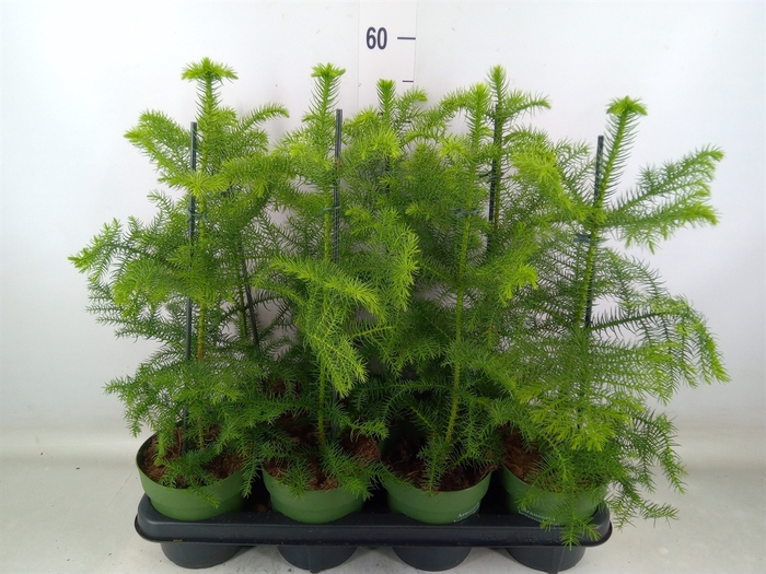 <h4>Araucaria heterophylla</h4>