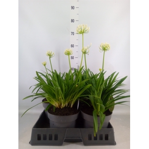 Agapanthus  'Henrys White'