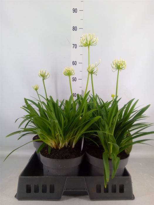 <h4>Agapanthus  'Henrys White'</h4>