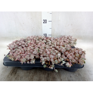 Sedum spathulifolium 'Purpureum'