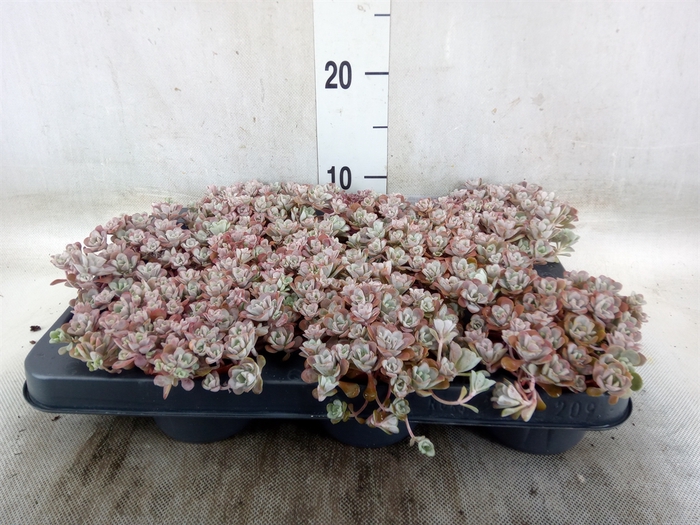 <h4>Sedum spathulifolium 'Purpureum'</h4>