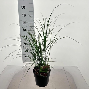 Miscanthus Red Chief
