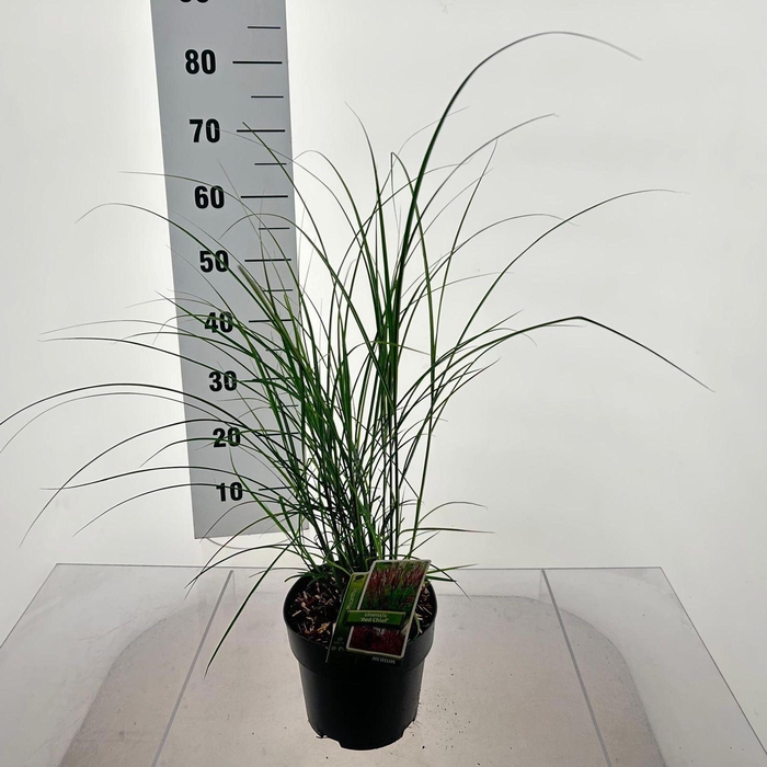 Miscanthus Red Chief