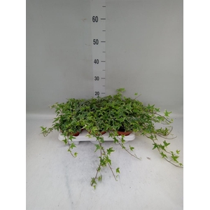 Hedera helix 'Mona Lisa'