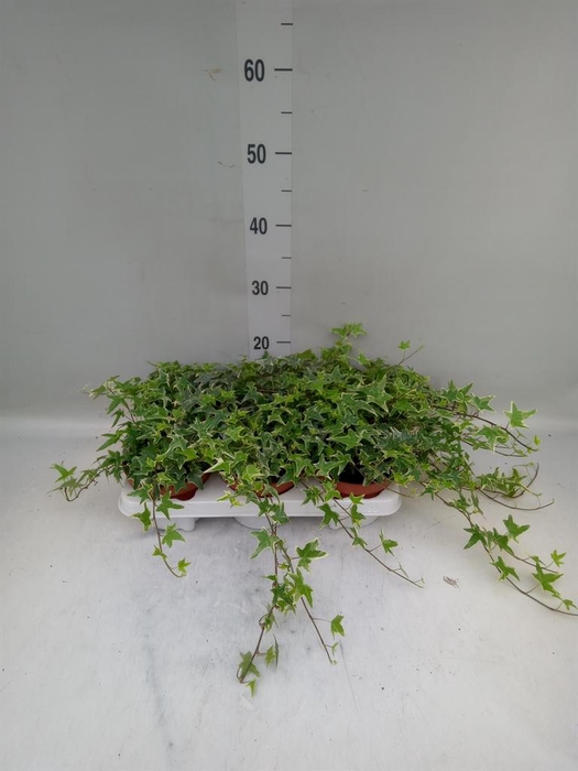 <h4>Hedera helix 'Mona Lisa'</h4>