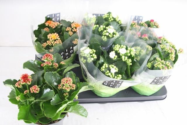 <h4>KAL GE GEM 5 KL</h4>