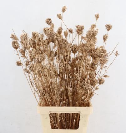 <h4>DF Finocchio Bs Antique Gold</h4>