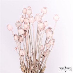 Dried Papaver X5 Frosted Pink Bunch