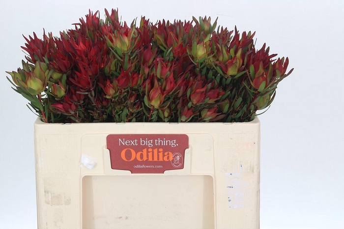 <h4>LEUCAD SAL BLUSH</h4>