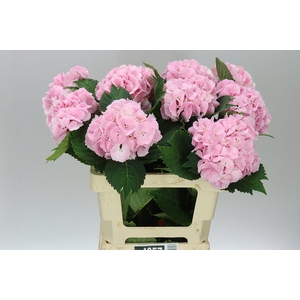 Hyd Lolly Pop Pink Pale