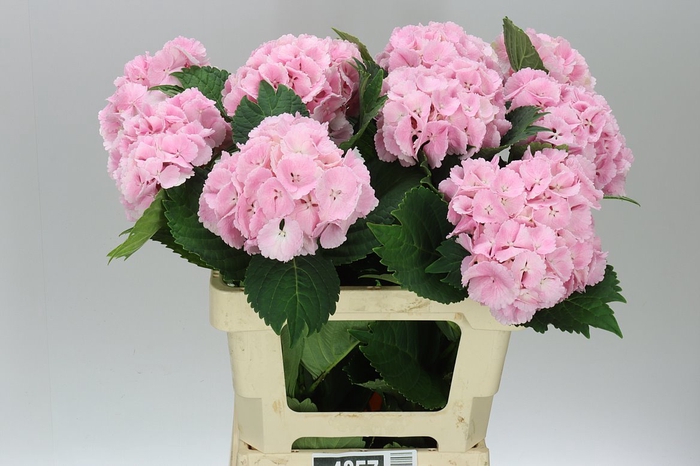 <h4>Hyd Lolly Pop Pink Pale</h4>