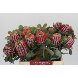 Banksia Coccinea
