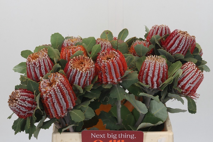 Banksia Coccinea