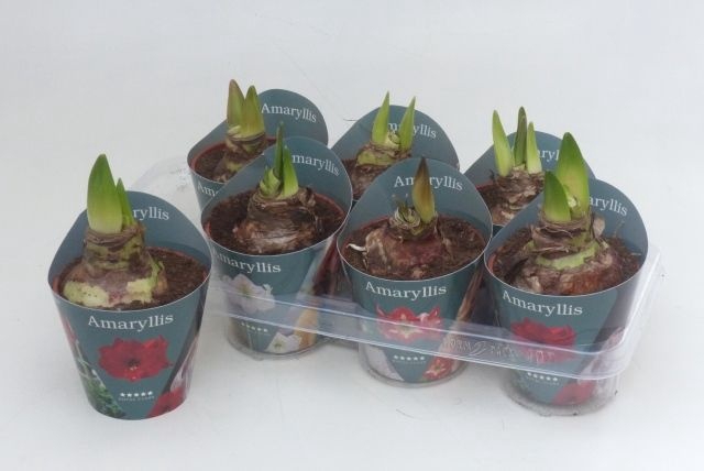 <h4>HIPPEAS GEM 4 SRT</h4>