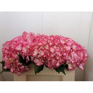 HYDR M MAG COLOURDRE