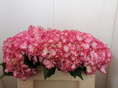 <h4>HYDR M MAG COLOURDRE</h4>