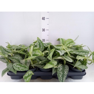 Scindapsus pictus 'Trebie'