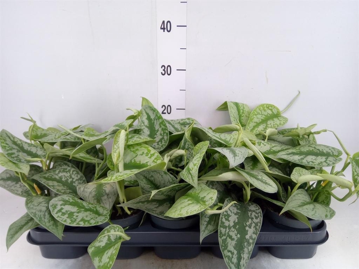 <h4>Scindapsus pictus 'Trebie'</h4>