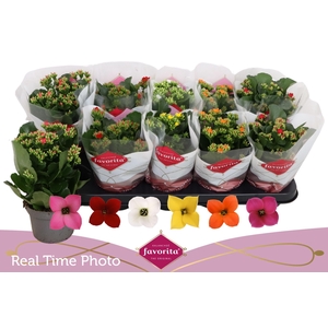 KALANCHOE MIX FAVORITA