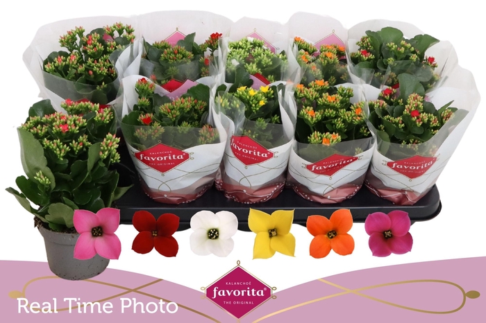<h4>KALANCHOE MIX FAVORITA</h4>