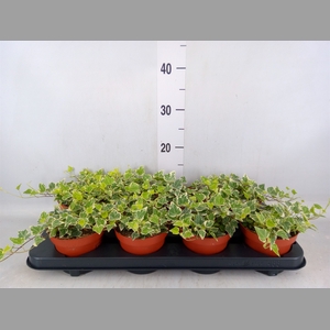 Hedera helix 'White Wonder'