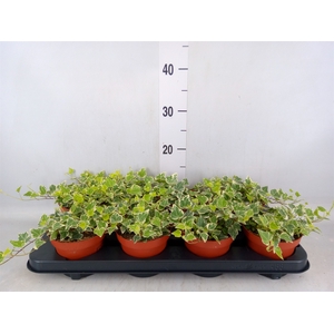Hedera helix 'White Wonder'