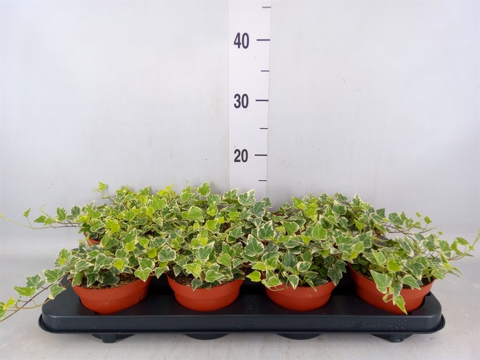 <h4>Hedera helix 'White Wonder'</h4>