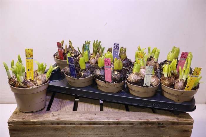 <h4>arr8 Bolbloemen Gem</h4>