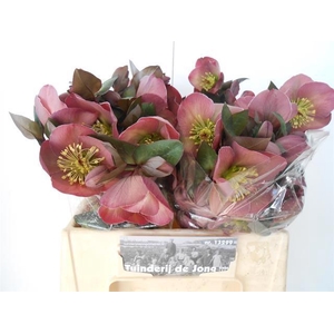 HELL FRK PENNYS PINK