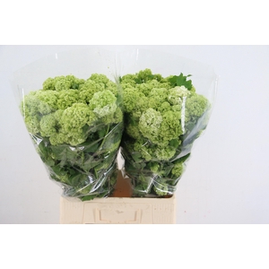 VIBURNUM OPOLUS 200GR
