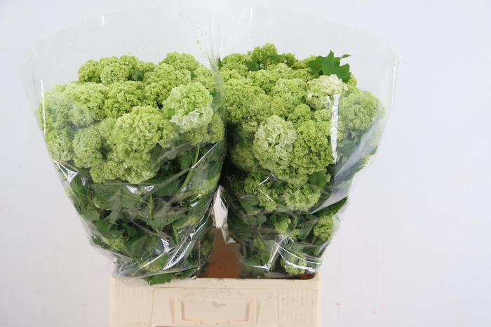 <h4>VIBURNUM OPOLUS 200GR</h4>