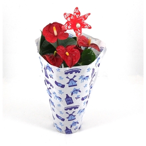 Anthurium XL.9 Jambo Red 12cm met Nederlands hoesje en windmolen