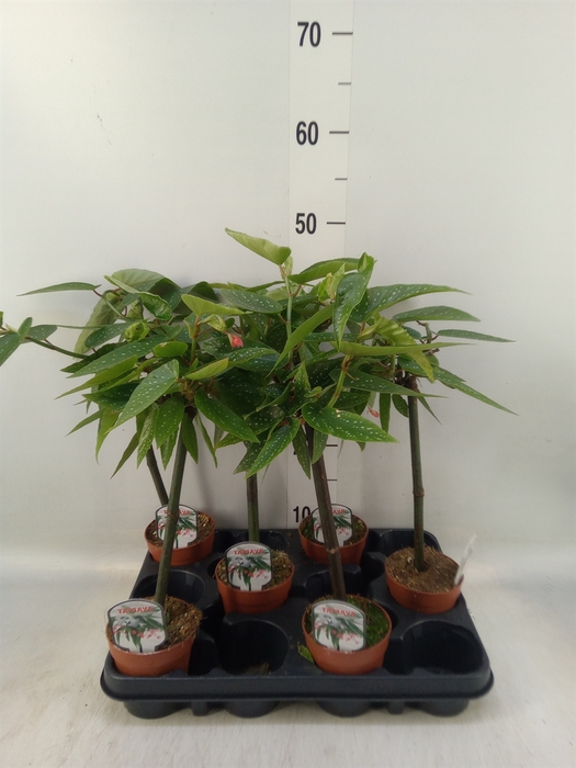 <h4>Begonia  'Tamaya'</h4>