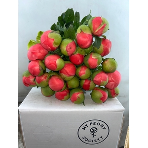 Paeonia Coral Sunset