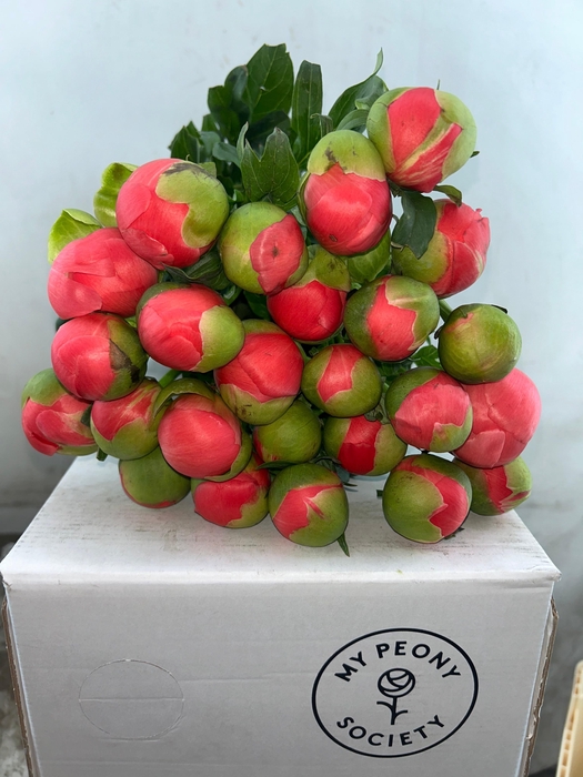 <h4>Paeonia Coral Sunset</h4>