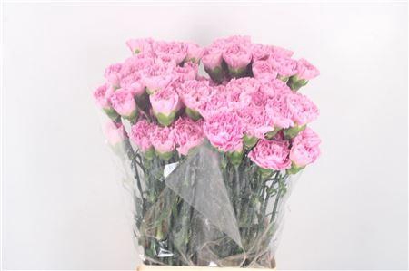 <h4>Di St Clearwater</h4>