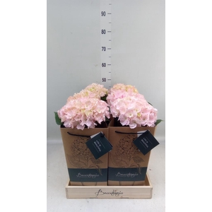 Hydrangea mac.   ...