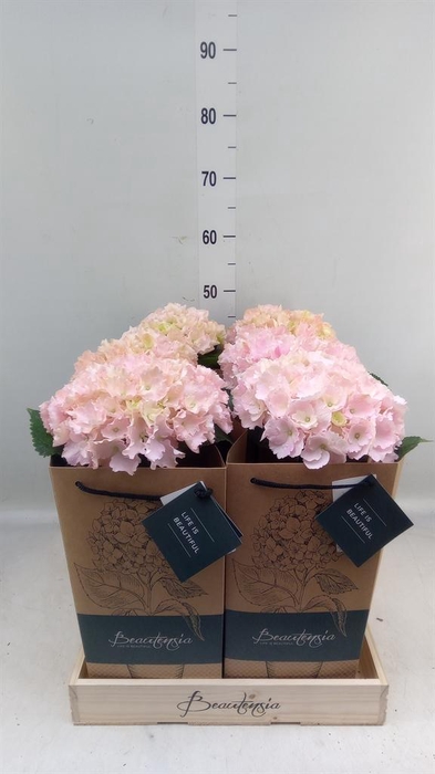 <h4>Hydrangea mac.   ...</h4>